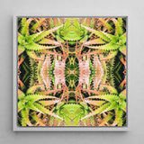 Centre Stage - Trippy Cactus Art Framed Canvas, 12x12’’ / 31x31cm / White Floating Frame, Kaleidoscopic Aloe Vera Art
