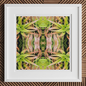 Centre Stage - Trippy Cactus Art Print, 12x12’’ / 31x31cm / White Frame / 2’’ Matboard, Framed Abstract Art Print Spiky Green Pink Succulent