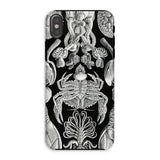 Cirripedia Barnacles - Ernst Haeckel Iphone Case, Xs / Matte, Black Phone Case White Sea Creature Pattern