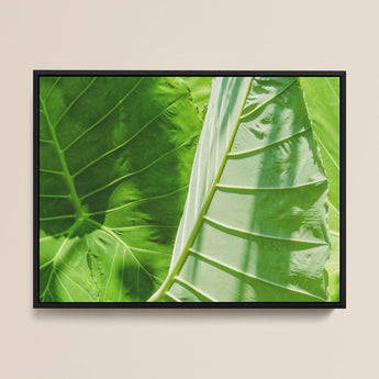 Clash of the Hulks - Koh Chang Botanicals Kunstdruck / Leinwand, 16x12’’ / 41x31cm / Schwarzer Rahmen, Poster-Drucke & visuelle Kunstwerke, Toby Leon