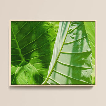 Clash of the Hulks - Koh Chang Botanicals Art Print / Canvas, 16x12’’ / 41x31cm / Natural Frame, Posters Prints & Visual Artwork, Toby Leon