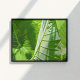 Black-framed Artwork Close-up Vibrant Green Tropical Leaves Prominent Koh Chang’s Lush Botanical Paradise, Chang Botanicals, Thailand