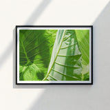 Framed Photograph Vibrant Green Tropical Leaves Intricate Vein Koh Chang’s Lush Botanical Paradise, Chang Botanicals, Thailand