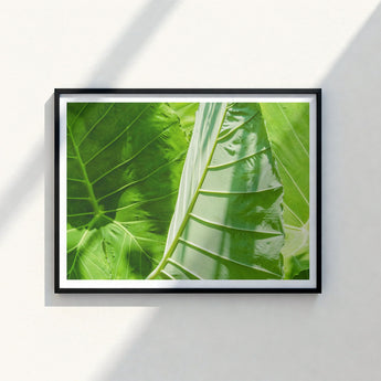 Framed Photograph Vibrant Green Tropical Leaves Intricate Vein Koh Chang’s Lush Botanical Paradise, Chang Botanicals, Thailand