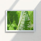 Framed Photograph Vibrant Green Tropical Leaves Intricate Vein Koh Chang’s Lush Botanical Paradise, Chang Botanicals, Thailand