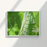 Framed Photograph Vibrant Green Tropical Leaves Intricate Vein Koh Chang’s Lush Botanical Paradise, Chang Botanicals, Thailand