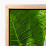 Framed Canvas Print Close-up Vibrant Green Leaf Veins Koh Chang’s Lush Botanical Paradise, Chang Botanicals, Thailand
