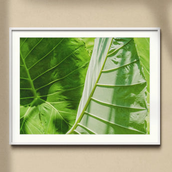 Clash of the Hulks - Koh Chang Botanicals Art Print, Close-up Photograph Tropical Leaf Detailed Veins Structure