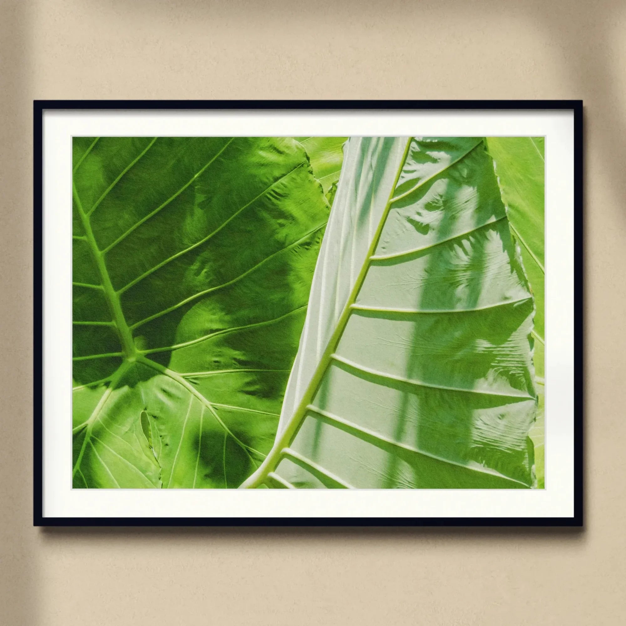 Clash of the Hulks - Koh Chang Botanicals Art Print, Close-up View Green Tropical Leaf Central Vein Texture