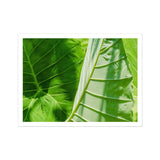 Clash of the Hulks - Koh Chang Botanicals Art Print, Vibrant Green Tropical Leaf Prominent Veins