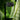 Clash of the Hulks - Koh Chang Leaves Iphone Case Chang’s Verdant Paradise, Botanicals