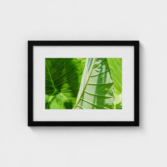 Clash of the Hulks - Koh Chang Botanicals Art Print / Canvas Chang’s Lush Botanical Paradise, Thailand Prints