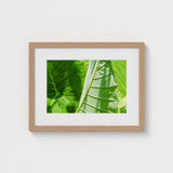 Clash of the Hulks - Koh Chang Botanicals Art Print / Canvas Chang’s Lush Botanical Paradise, Thailand Prints