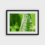 Clash of the Hulks - Koh Chang Botanicals Art Print / Canvas Chang’s Lush Botanical Paradise, Thailand Prints