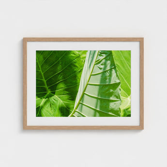Clash of the Hulks - Koh Chang Botanicals Art Print / Canvas Chang’s Lush Botanical Paradise, Thailand Prints