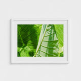 Clash of the Hulks - Koh Chang Botanicals Art Print / Canvas Chang’s Lush Botanical Paradise, Thailand Prints