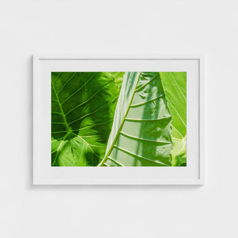 Clash of the Hulks - Koh Chang Botanicals Art Print / Canvas Chang’s Lush Botanical Paradise, Thailand Prints