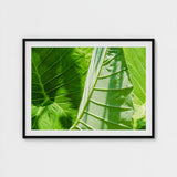 Clash of the Hulks - Koh Chang Botanicals Art Print / Canvas Chang’s Lush Botanical Paradise, Thailand Prints