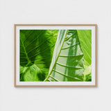 Clash of the Hulks - Koh Chang Botanicals Art Print / Canvas Chang’s Lush Botanical Paradise, Thailand Prints