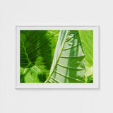Clash of the Hulks - Koh Chang Botanicals Art Print / Canvas Chang’s Lush Botanical Paradise, Thailand Prints