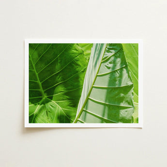 Clash of the Hulks - Koh Chang Botanicals Art Print / Canvas Chang’s Lush Botanical Paradise, Thailand Prints