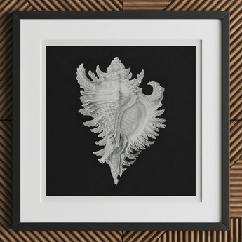 Cockle Shell - Ernst Haeckel Sea Life Art Print, 12x12’’ / 31x31cm / Black Frame / 2’’ Matboard, Framed White Seashell Artwork Black