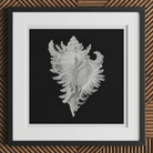 Cockle Shell - Ernst Haeckel Sea Life Art Print, 12x12’’ / 31x31cm / Black Frame, Framed White Seashell Artwork Black Background