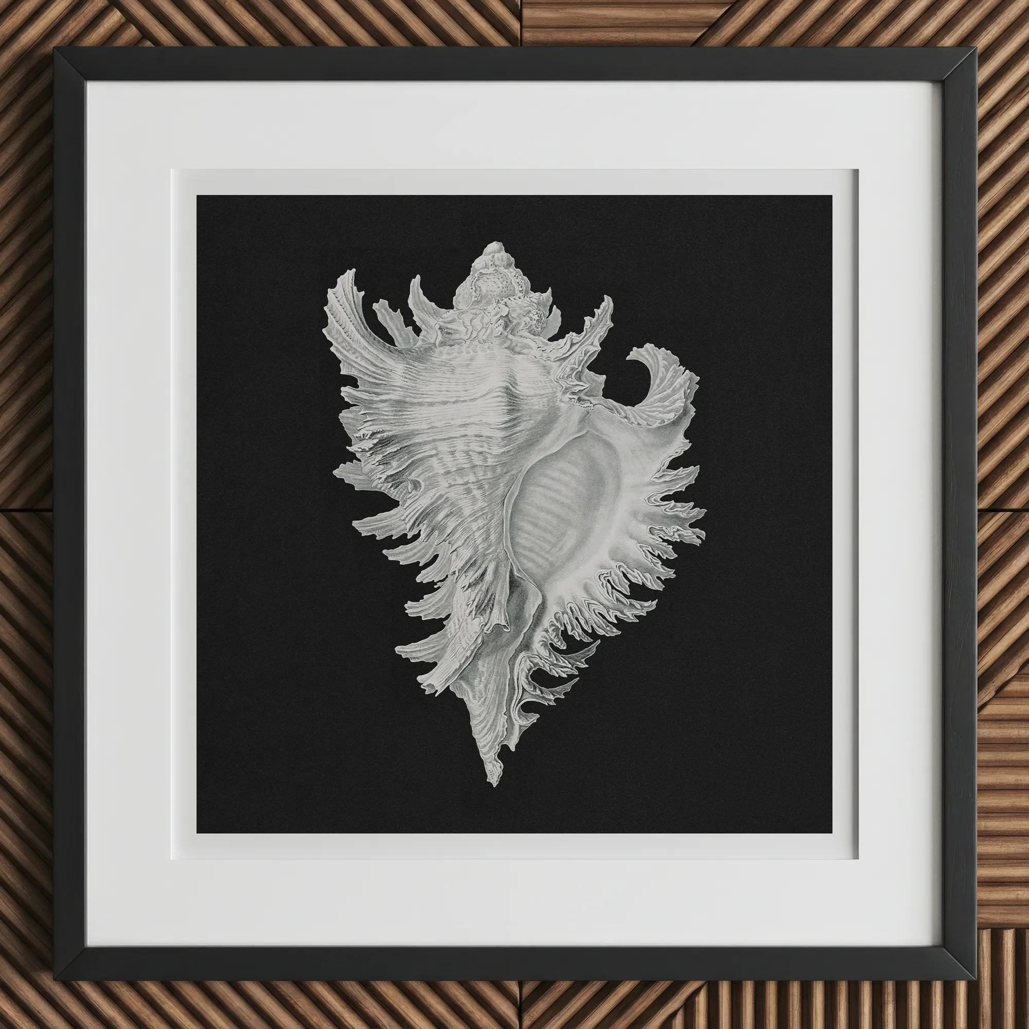 Cockle Shell - Ernst Haeckel Sea Life Art Print, 12x12’’ / 31x31cm / Black Frame, Framed White Seashell Artwork Black Background