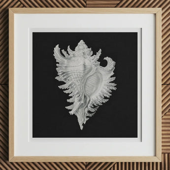 Cockle Shell - Ernst Haeckel Sea Life Art Print, 12x12’’ / 31x31cm / Natural Frame / 2’’ Matboard, Framed Print White Seashell Black