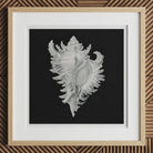 Cockle Shell - Ernst Haeckel Sea Life Art Print, 12x12’’ / 31x31cm / Natural Frame, Framed Print White Seashell Black Background