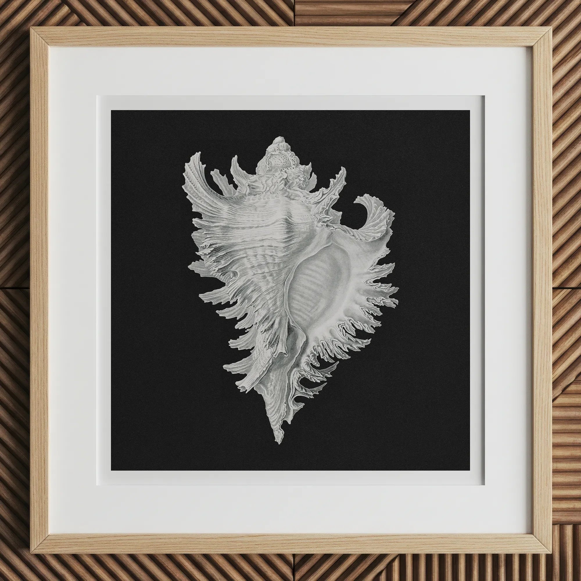 Cockle Shell - Ernst Haeckel Sea Life Art Print, 12x12’’ / 31x31cm / Natural Frame, Framed Print White Seashell Black Background