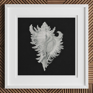 Cockle Shell - Ernst Haeckel Sea Life Art Print, 12x12’’ / 31x31cm / White Frame / 2’’ Matboard, Framed White Conch Shell Black Background