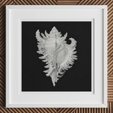 Cockle Shell - Ernst Haeckel Sea Life Art Print, 12x12’’ / 31x31cm / White Frame / 2’’ Matboard, Framed White Conch Shell Black Background