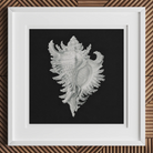 Cockle Shell - Ernst Haeckel Sea Life Art Print, 12x12’’ / 31x31cm / White Frame, Framed White Conch Shell Black Background