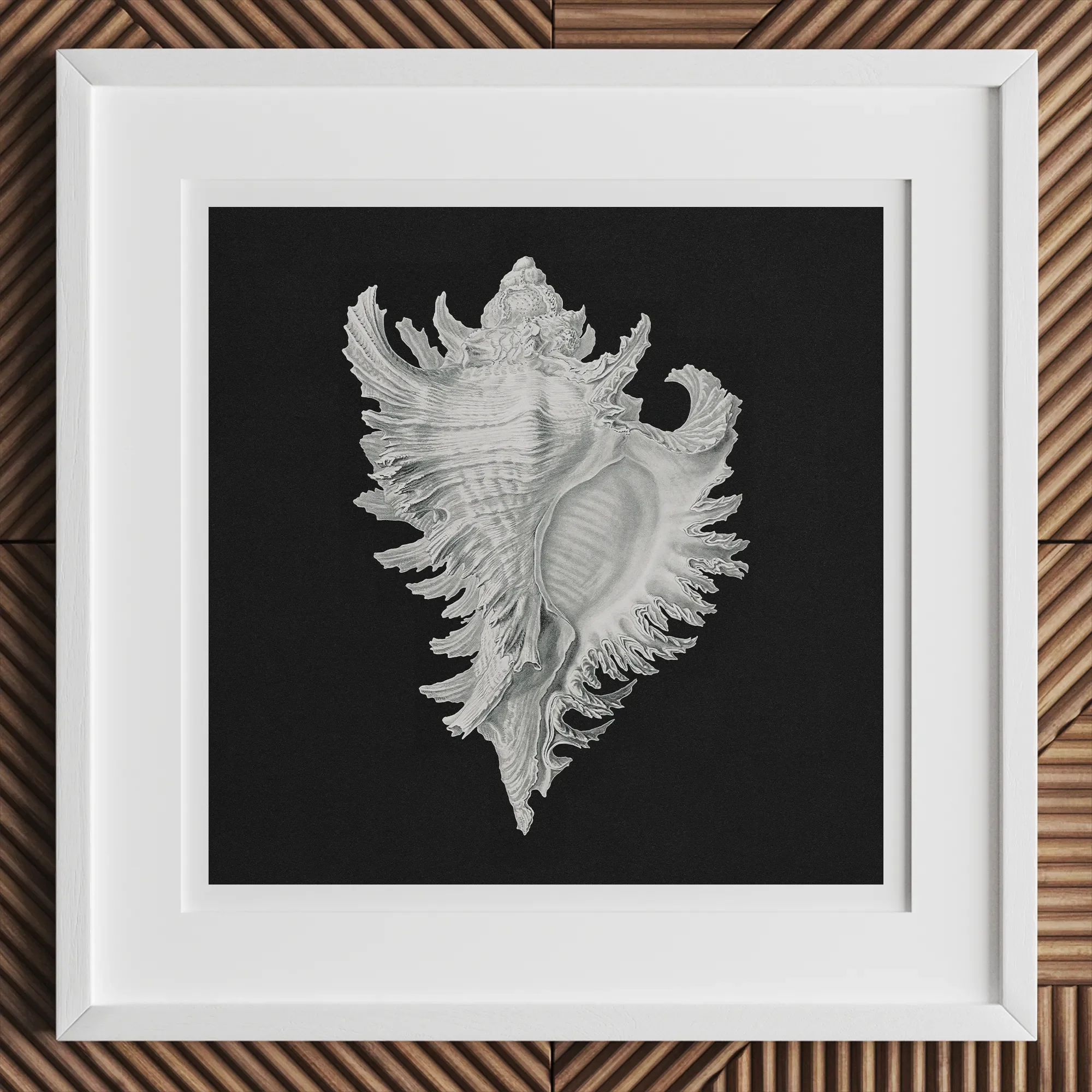 Cockle Shell - Ernst Haeckel Sea Life Art Print, 12x12’’ / 31x31cm / White Frame, Framed White Conch Shell Black Background