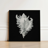 Cockle Shell - Ernst Haeckel Sea Life Art Print / Canvas Framed Black-and-white Illustration Detailed Intricately Ridged Conch,