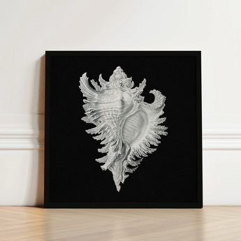 Cockle Shell - Ernst Haeckel Sea Life Art Print / Canvas Framed Black-and-white Illustration Detailed Intricately Ridged Conch,