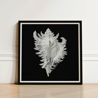 Cockle Shell - Ernst Haeckel Sea Life Art Print / Canvas Framed Black-and-white Illustration Detailed Ornate Conch, Monochromatic
