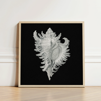 Cockle Shell - Ernst Haeckel Sea Life Art Print / Canvas Framed Black-and-white Illustration Detailed Intricately Ridged Conch,