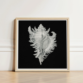 Cockle Shell - Ernst Haeckel Sea Life Art Print / Canvas Framed Black-and-white Illustration Detailed Ornate Conch Silver, Monochromatic