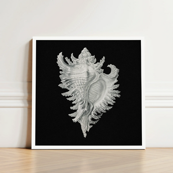 Cockle Shell - Ernst Haeckel Sea Life Art Print / Canvas Framed Black-and-white Illustration Detailed Intricately Ridged Conch,
