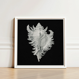 Cockle Shell - Ernst Haeckel Sea Life Art Print / Canvas Framed Black-and-white Illustration Detailed Intricately Ridged Conch,