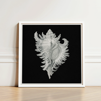 Cockle Shell - Ernst Haeckel Sea Life Art Print / Canvas Framed Black-and-white Illustration Detailed Intricately Ridged Conch,