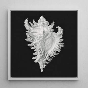 Cockle Shell - Ernst Haeckel Sea Life Art Print / Canvas, 12x12’’ / 31x31cm / White Frame, Posters Prints & Visual Artwork, Toby Leon