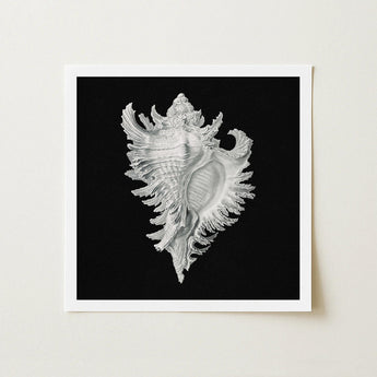 Cockle Shell - Ernst Haeckel Sea Life Art Print / Canvas Detailed Black-and-white Photographic Intricately Ridged Conch, Monochromatic