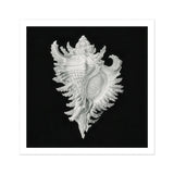 Cockle Shell - Ernst Haeckel Sea Life Art Print / Canvas Delicate White Seashell Intricate Ruffled Edges Spines Ernst Haeckel Sea, Cockle