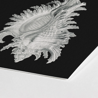 Cockle Shell - Ernst Haeckel Sea Life Art Print / Canvas Detailed Silver-gray Pencil Sketch Intricately Ridged Conch, Monochromatic