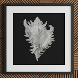 Cockle Shell - Ernst Haeckel Sea Life Art Print / Canvas Detailed Silver-gray Seashell Illustration Printed Black Paper Framed Ernst