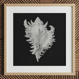 Cockle Shell - Ernst Haeckel Sea Life Art Print / Canvas Detailed Silver-gray Seashell Illustration Printed Black Paper Framed Ernst