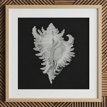 Cockle Shell - Ernst Haeckel Sea Life Art Print / Canvas Detailed Silver-gray Seashell Illustration Printed Black Paper Framed Ernst